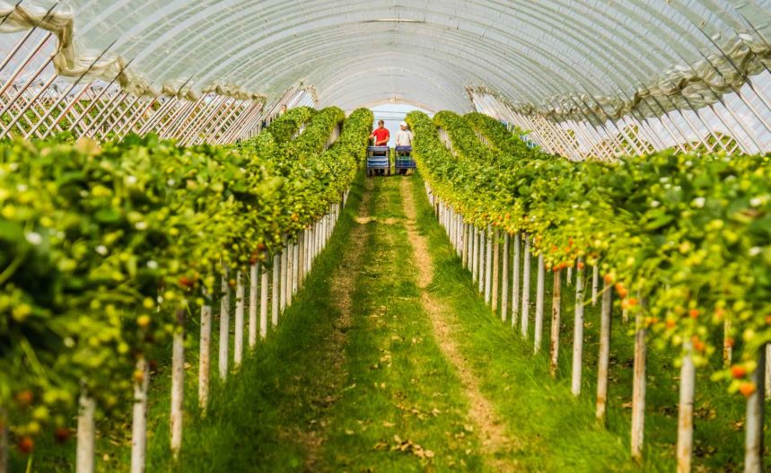 strawberrypickinghomepage E.C. Drummond (Agriculture) Ltd