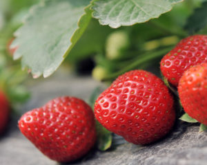 Strawberries growing