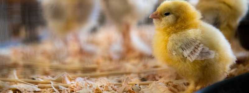 EC Drummond (Agriculture) Ltd acquires new poultry farm